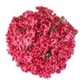 thumbnail image 1 of Member's Mark Alstroemeria, Choose color and stem count, 1 of 1