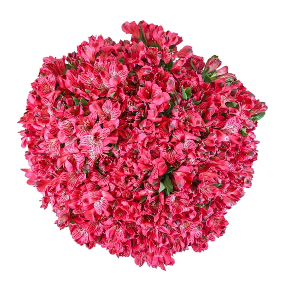 Member's Mark Alstroemeria, Choose color and stem count