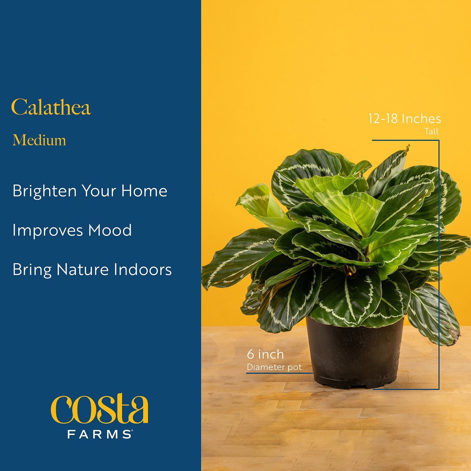 Costa Farms 6