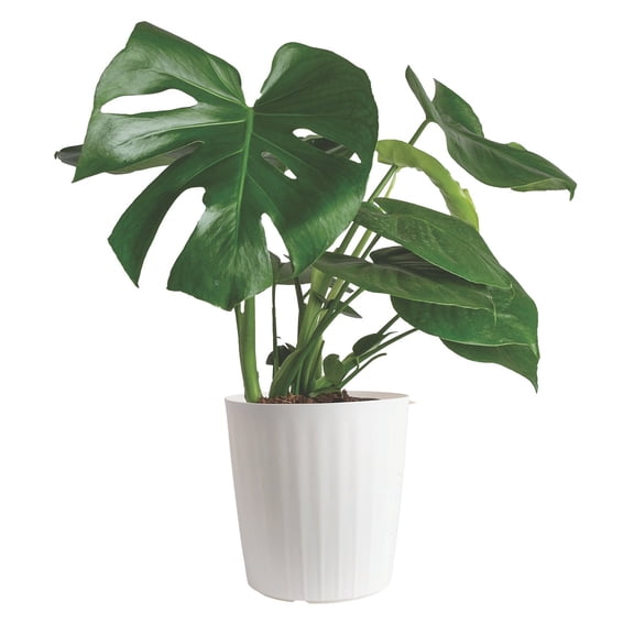 Costa Farms Live 10" Monstera in Decorative Pot