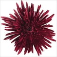 thumbnail image 2 of Member's Mark Painted Mums, 100 stems, Choose color, 2 of 2