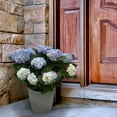 thumbnail image 4 of Live 9" Hydrangea Planter in Decorative Pot, 4 of 6