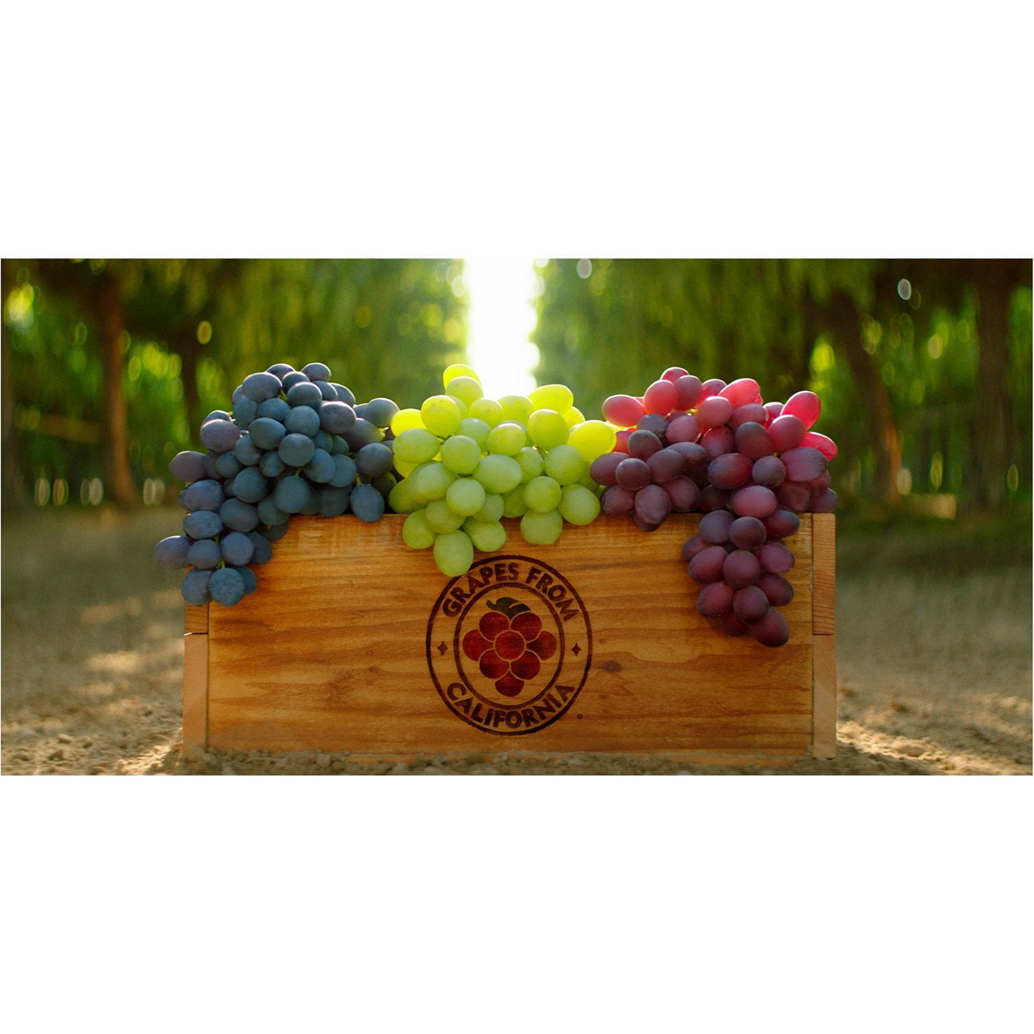 Red Seedless Grapes, 3 lbs. - Samsclub.com