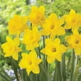 thumbnail image 3 of Member's Mark Daffodil Blooms All Spring Blend Dormant Bulbs, 40pk, 3 of 12