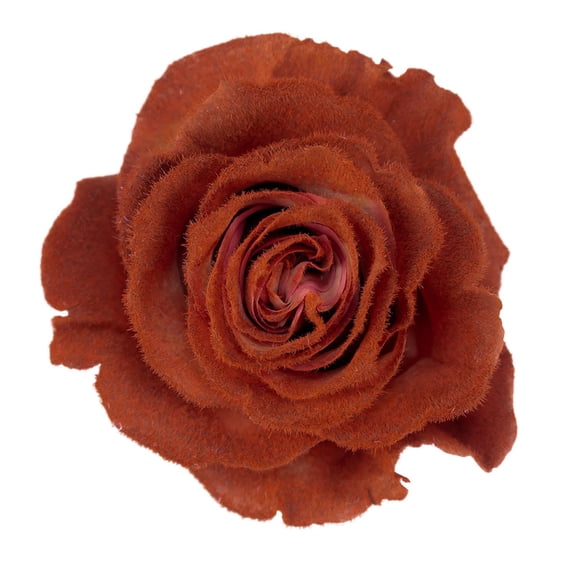 Member's Mark Farm Fresh Velvet Roses, choose color and stem count