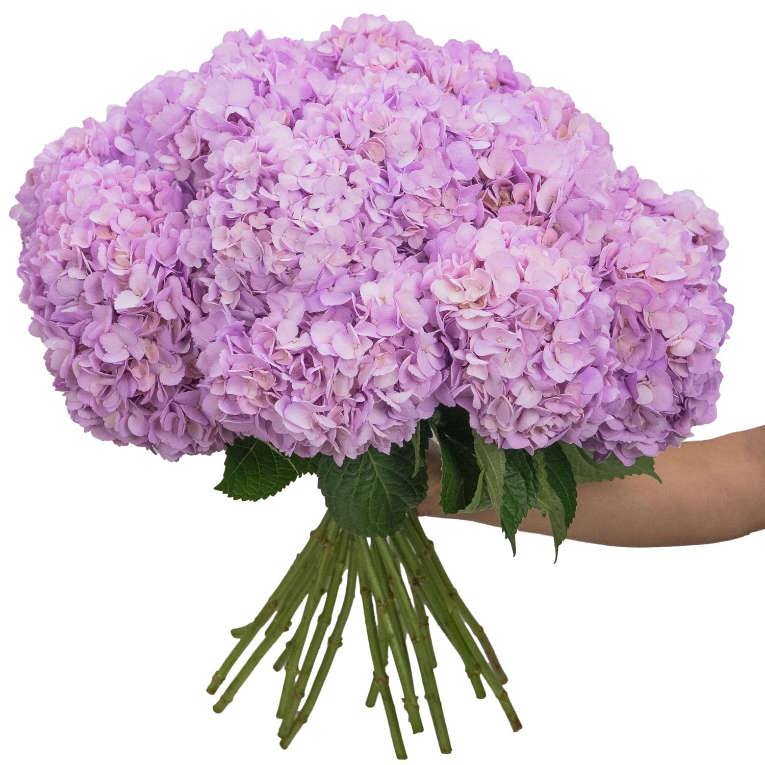 Hydrangea4936　0705 Member's Mark Color Enhanced Hydrangeas, 20 stems, choose