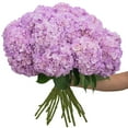 thumbnail image 2 of Member's Mark Color Enhanced Hydrangeas, 20 stems, choose color, 2 of 4