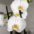 thumbnail image 2 of 10" White Orchid Planter in Bistro Green Pot, 2 of 5