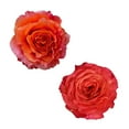 thumbnail image 1 of Member's Mark Garden Roses, 36 stems, Choose color variety, 1 of 6