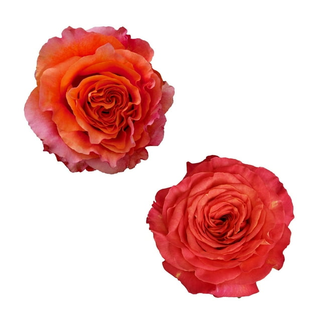 Member's Mark Garden Roses, 36 stems, Choose color variety