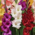 thumbnail image 4 of Member's Mark Gladiolus Large Flowering Blend Dormant Bulbs, 60pk, 4 of 9