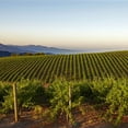 thumbnail image 5 of Caymus Special Selection Cabernet Sauvignon, 750 ml, 5 of 7