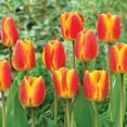thumbnail image 6 of Member's Mark 60 Days of Blooms Chionodoxa, Crocus, Daffodil, Tulip, and Dutch Iris Dormant Bulbs, 60pk, 6 of 15