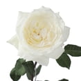 thumbnail image 3 of Member's Mark Garden Roses, 36 stems, Choose color variety, 3 of 6
