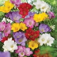 thumbnail image 3 of Member's Mark Freesia Single Blend Dormant Bulbs, 75pk, 3 of 8
