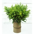 thumbnail image 5 of Member's Mark Golden Glory Solidago 140 stems, 5 of 5