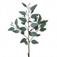 thumbnail image 2 of Member's Mark Diamond Silver Dollar Eucalyptus 40 stems, 2 of 5