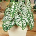 thumbnail image 5 of Member's Mark White Christmas Caladium Dormant Bulbs, 18pk, 5 of 9