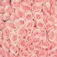 thumbnail image 4 of Member's Mark Ecuadorian Premium Roses, choose color variety and stem count, 4 of 6