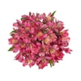 thumbnail image 2 of Member's Mark Alstroemeria, 10 stems, color and variety may vary, 2 of 7