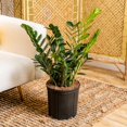 thumbnail image 4 of Costa Farms 10" Basic Foliage Plant in Grower Pot, 4 of 9