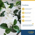 thumbnail image 5 of Costa Farms Live 10" Gardenia Standard, Fragrant Flowers, 5 of 7