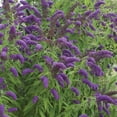 thumbnail image 4 of Member's Mark Buddleia & Weigela Butterfly Bush Blue & Weigela Deep Pink Dormant Bulbs, 2pk, 4 of 9