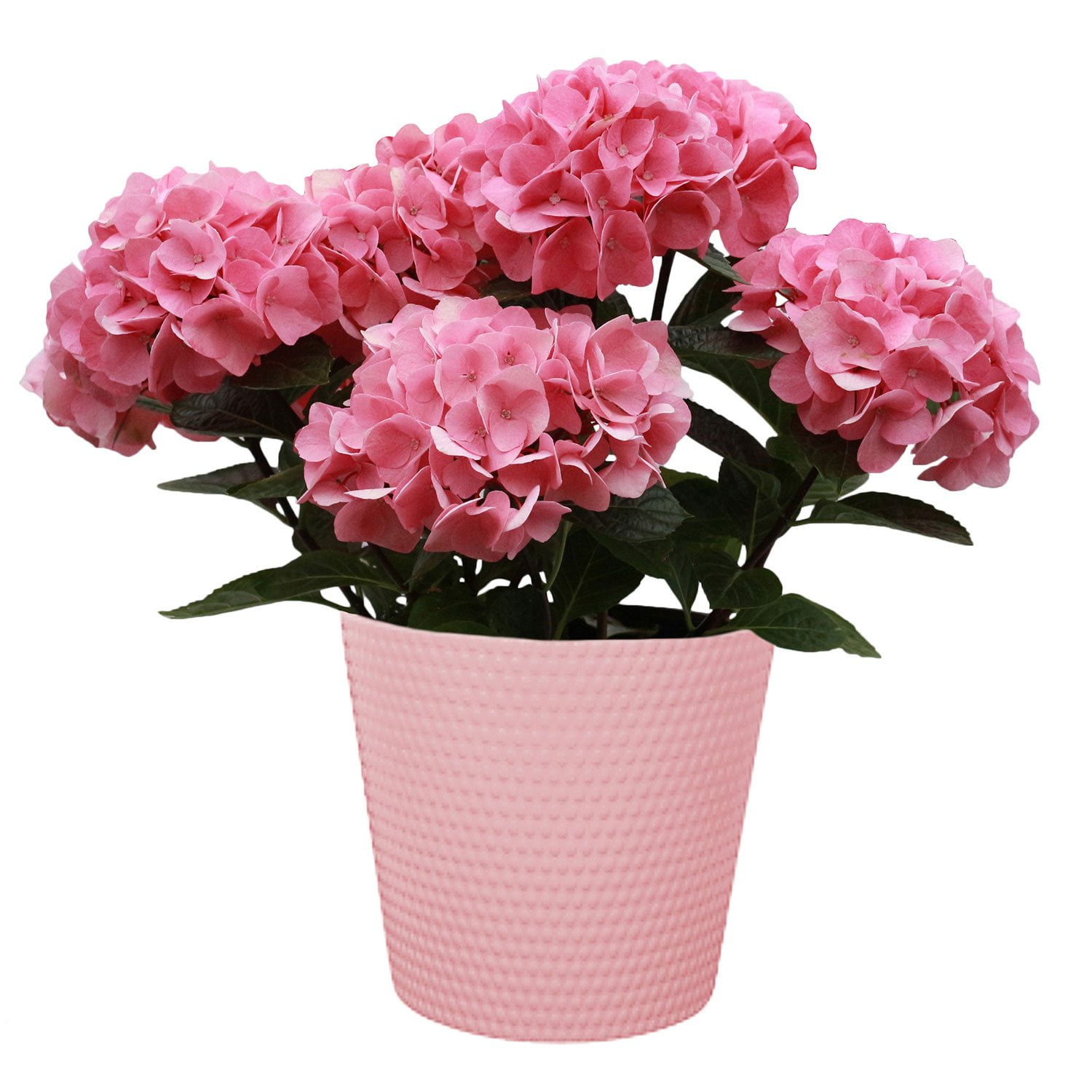 ☆hydrangea☆さま 専用です 6.5