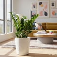 thumbnail image 4 of Costa Farms 10" ZZ Tropical Plant in Decorative Pot, 4 of 9