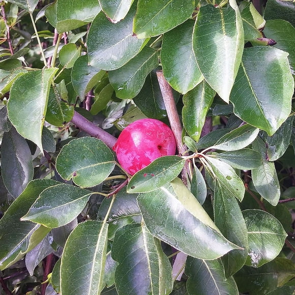 Methley Plum Tree, #5 Pot
