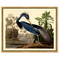 thumbnail image 2 of Louisiana Heron Traditional Canvas Print by Oliver Gal Prints, 2 of 4