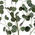 thumbnail image 2 of Member's Mark Silver Dollar Eucalyptus 40 stems, 2 of 2