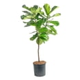 thumbnail image 1 of Costa Farms 12" Ficus Standard Plant in Grower Pot, 1 of 8