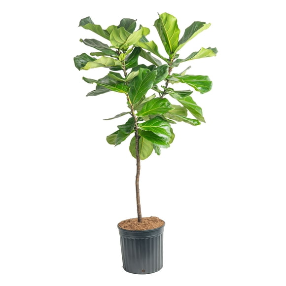 Costa Farms 12" Ficus Standard Plant in Grower Pot