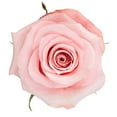 thumbnail image 3 of Member's Mark Ecuadorian Premium Roses, choose color variety and stem count, 3 of 6