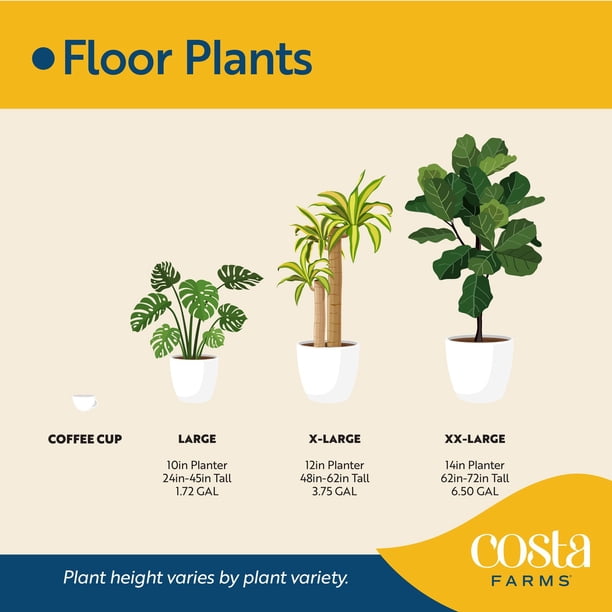 Costa Farms 10