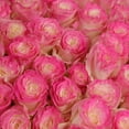 thumbnail image 5 of Member's Mark Illusion Roses, 96 stems, Choose color variety, 5 of 7