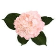thumbnail image 5 of Member's Mark Color Enhanced Hydrangeas, 20 stems, choose color, 5 of 6