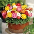 thumbnail image 5 of Member's Mark Ranunculus Blend Dormant Bulbs, 75pk, 5 of 9