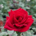 thumbnail image 2 of Member's Mark Fragrance Collection, Dormant Rose Bush, 2 of 4