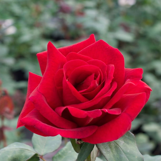 Member's Mark Fragrance Collection, Dormant Rose Bush