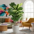 thumbnail image 4 of Costa Farms 10" Ficus Standard Plant in Decorative Pot, 4 of 9