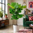 thumbnail image 4 of Costa Farms Live 10" Fiddle Leaf Fig Standard in Decor Pot, 4 of 8