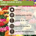 thumbnail image 7 of Member's Mark Tulip Double Early Blend Dormant Bulbs, 30pk, 7 of 10