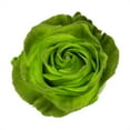 thumbnail image 2 of Member's Mark Farm Fresh Velvet Roses, choose color and stem count, 2 of 6