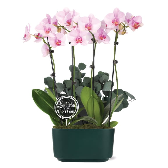 10" Pink Orchid Planter in Bistro Green Pot