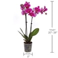 thumbnail image 4 of 5" Premium Orchids in Salmon, Magenta, and Yellow in Grower Pot, 6 Pack, 4 of 5