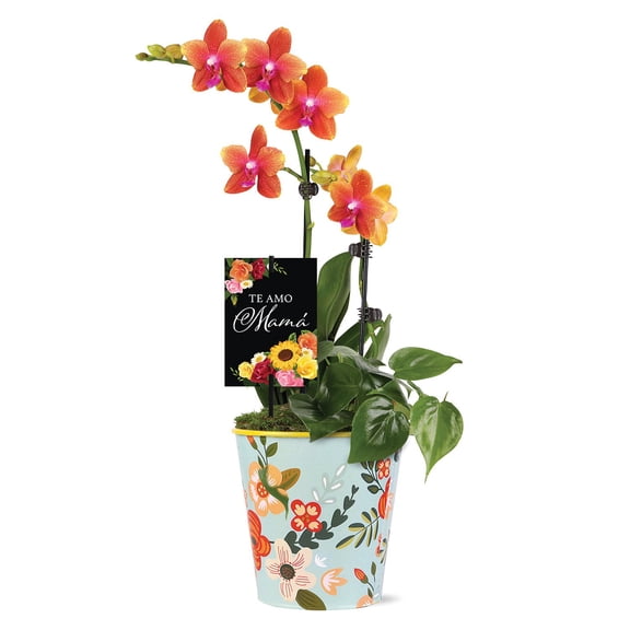5" Salmon Orchid and Pothos in Rifle Tin with Te Amo Mama Pick