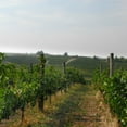 thumbnail image 3 of Roscato Rosso Dolce Sweet Red Wine, 750 ml, 3 of 5