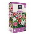 thumbnail image 1 of Member's Mark Lily Oriental Blend Dormant Bulbs, 16pk, 1 of 8